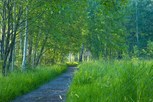 A beautiful summer forest with a small road. Bright, colorful scenery of rural Latvia, Northern Europe.