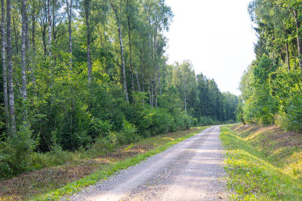istock A beautiful summer forest with a small road. 2158684201