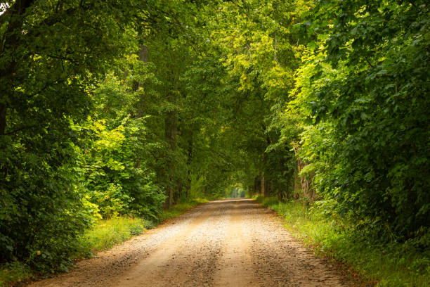 A beautiful summer forest with a small road. Bright, colorful scenery of rural Latvia, Northern Europe.