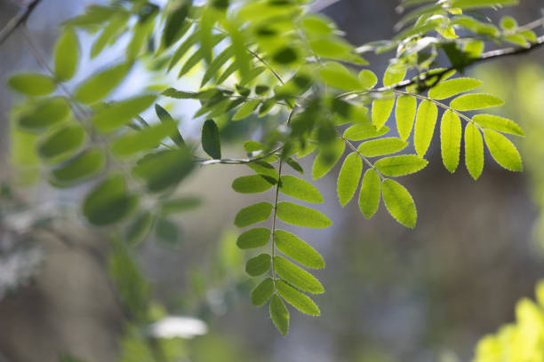 green background natural with leaves plant sunny light
