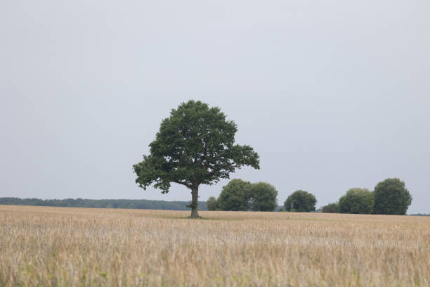 istock Beautiful summer crop field landscape with trees in distance. 2158685320