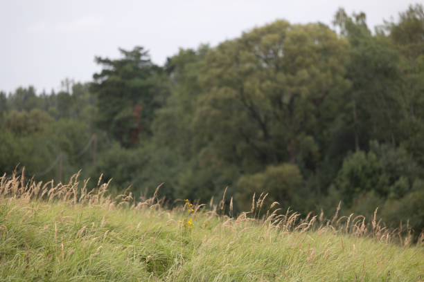 Beautiful atmospheric meadow scenery in overcast day. Natural summer landscape of rural Latvia.