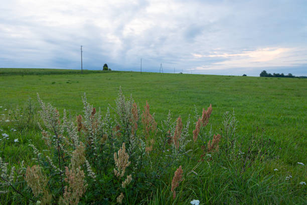 Beautiful atmospheric meadow scenery in overcast day. Natural summer landscape of rural Latvia.