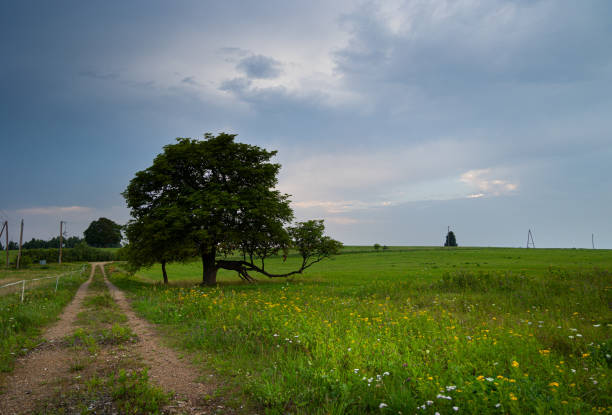 Beautiful atmospheric meadow scenery in overcast day. Natural summer landscape of rural Latvia.