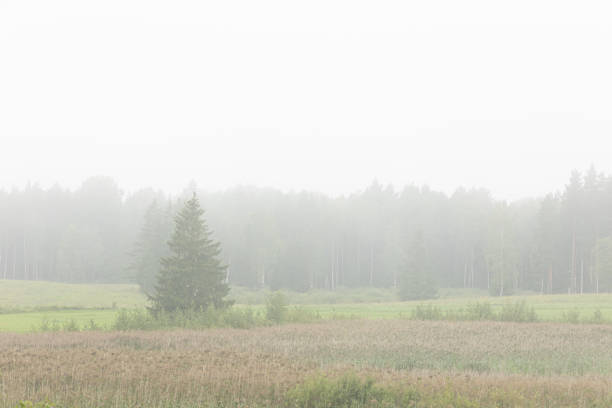 istock Beautiful misty summer meadow in rural Latvia. 2158685908