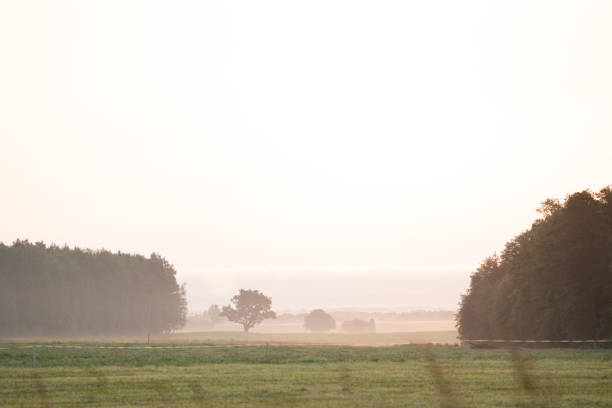 Beautiful misty summer meadow in rural Latvia. Natural scenery during morning.