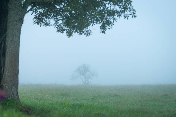 Beautiful misty summer meadow in rural Latvia. Natural scenery during morning.