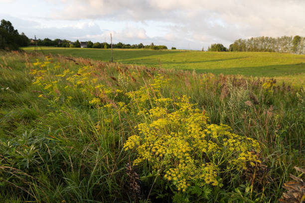 istock Beautiful sunny meadow scenery during summer. 2158686925