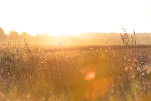Beautiful sunny meadow scenery during summer. Natural landscape of rural Latvia, Northern Europe.