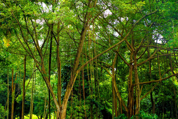 Empty tropical forest in Singapore