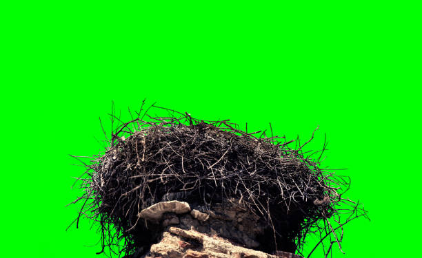 Close up stork nest on old architectural column