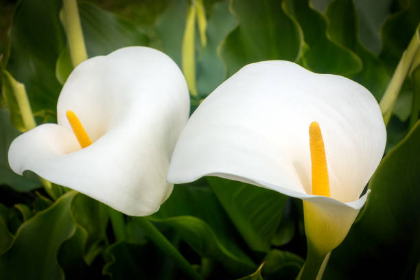 istock White arum, close-up, with foliage in the background 2158688715