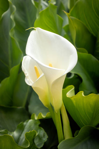 istock White arum, close-up, with foliage in the background 2158688719