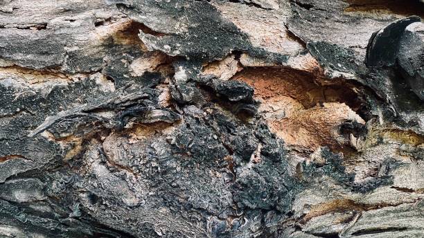istock Abstract old wood cracked texture, Black wood and has a rich 2158691168