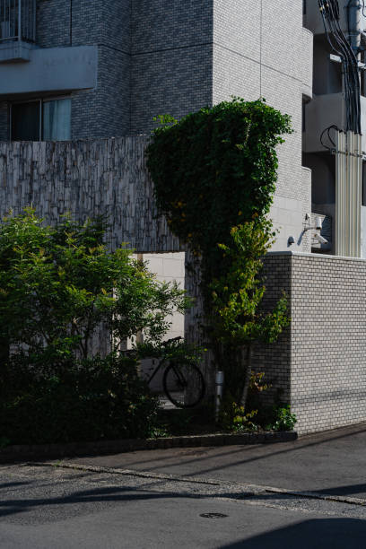 Ivy-Covered Wall and Bike in the Shadows