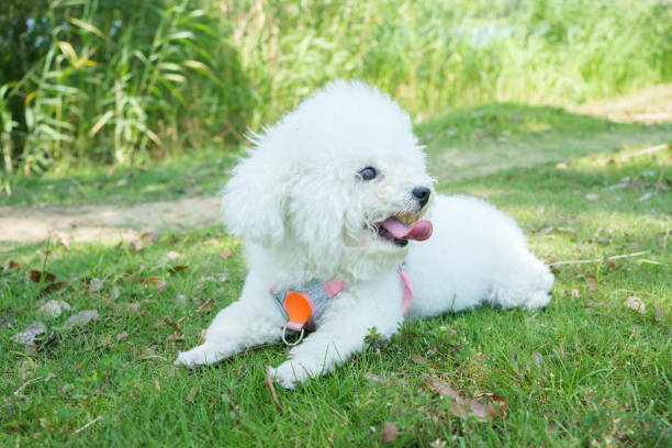 an asian chinese teenager girl bonding time with her pet toy poodle in the public park