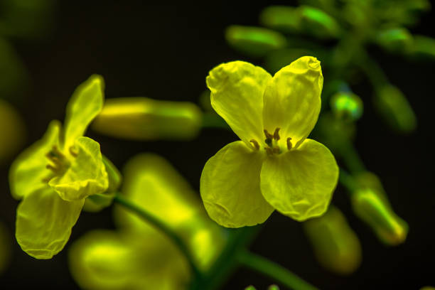 rape flower and yellow background
