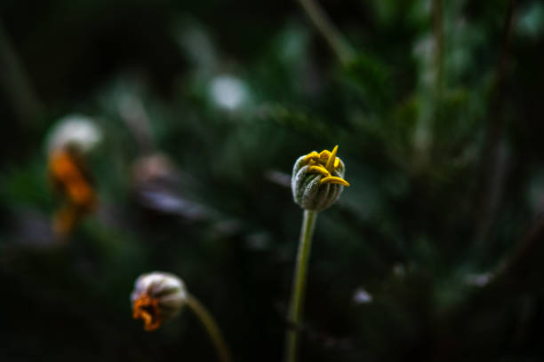 Close-up of zinnia flower buds found in an outdoor flower garden.
