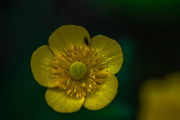 A vibrant yellow flower blossoms in full glory, radiating beauty and warmth in the garden.