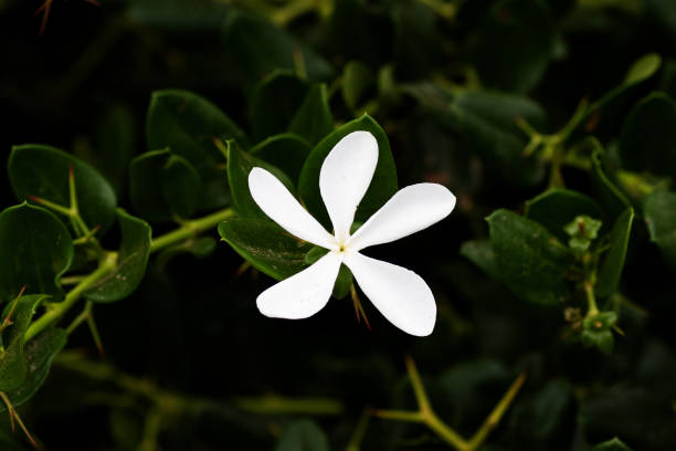 A honeybee collecting nectar from a cluster of blooming white ixora flowers. Hardworking concept. Wallpaper concept.