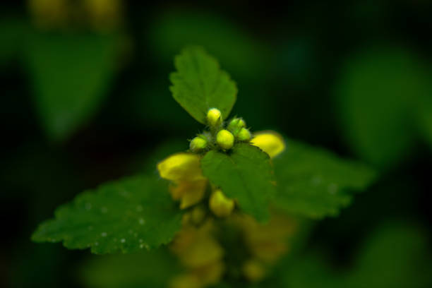 A vibrant yellow flower blossoms in full glory, radiating beauty and warmth in the garden.
