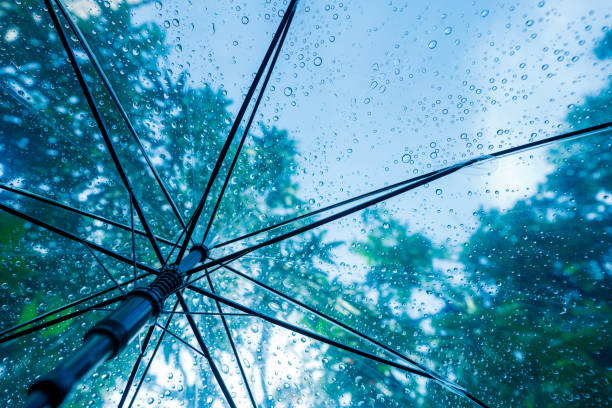 istock Raindrops fall on clear umbrellas under a dry tree branch and heavy rain thunderstorm 2158695141