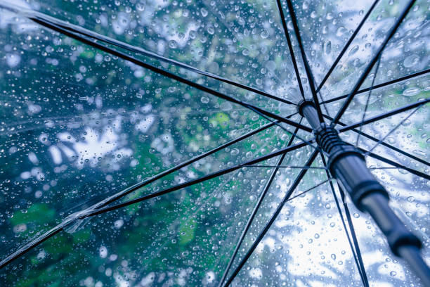 istock Raindrops fall on clear umbrellas under a dry tree branch and heavy rain thunderstorm 2158695142