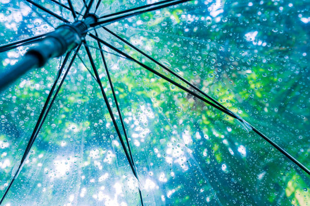 Raindrops fall on clear umbrellas under a dry tree branch and heavy rain thunderstorm.  soft focus