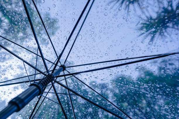 istock Raindrops fall on clear umbrellas under a dry tree branch and heavy rain thunderstorm 2158695157