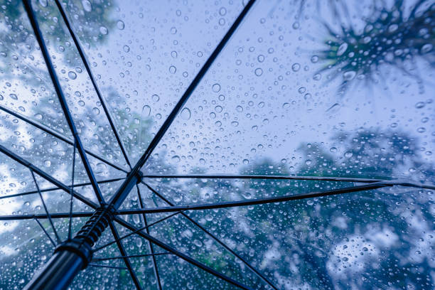istock Raindrops fall on clear umbrellas under a dry tree branch and heavy rain thunderstorm 2158695160