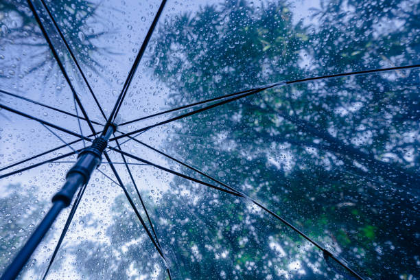 istock Raindrops fall on clear umbrellas under a dry tree branch and heavy rain thunderstorm 2158695161