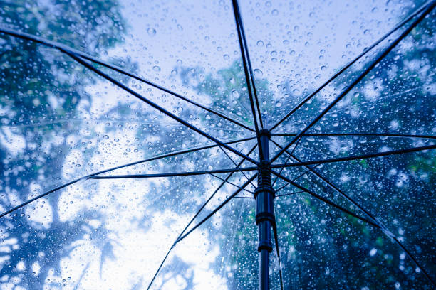 istock Raindrops fall on clear umbrellas under a dry tree branch and heavy rain thunderstorm 2158695166