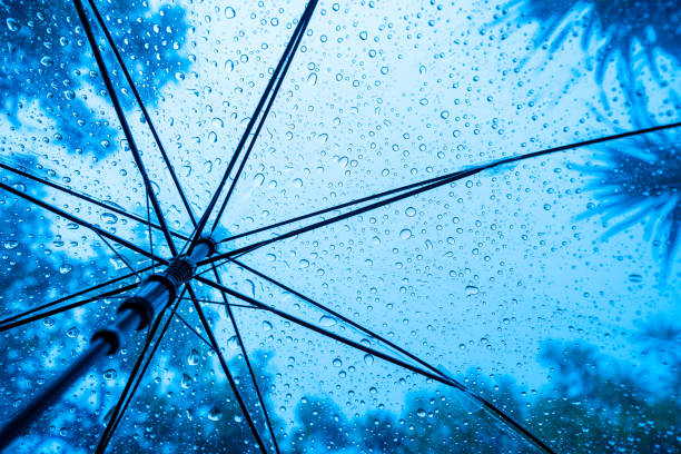 istock Raindrops fall on clear umbrellas under a dry tree branch and heavy rain thunderstorm 2158695170