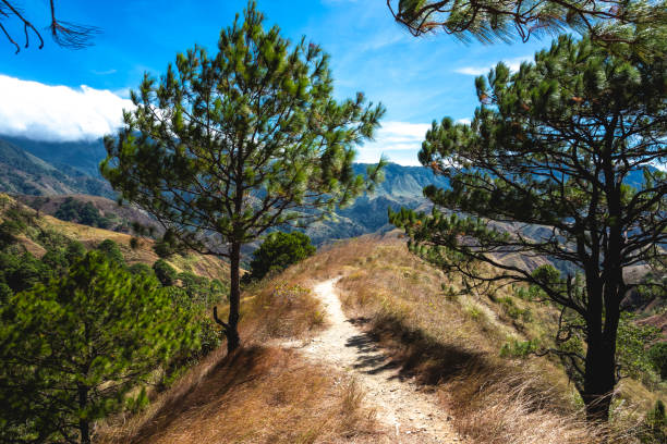 istock A calming hiking trail wanders through pine trees with a view of distant mountains against a clear blue sky. At San Nicolas, Pangasinan, part of the Cordillera mountains. 2158695731
