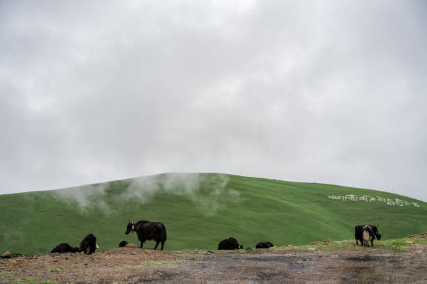 Yaks on the plateau grassland on a cloudy day
