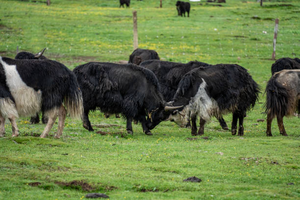 istock Yaks on the plateau grassland on a cloudy day 2158697115