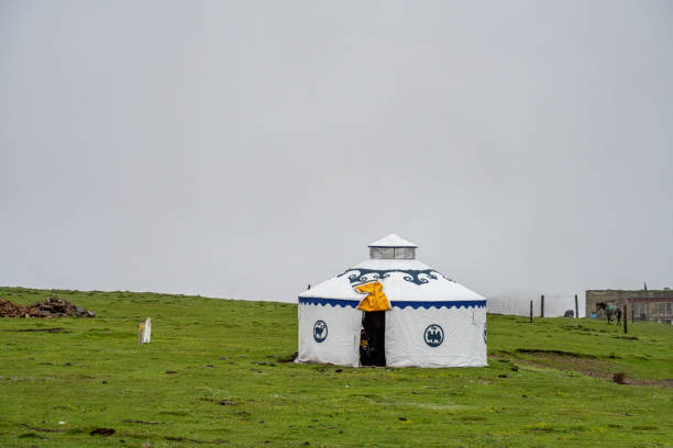 Temporary yurts and grazing cattle and sheep on the grassland