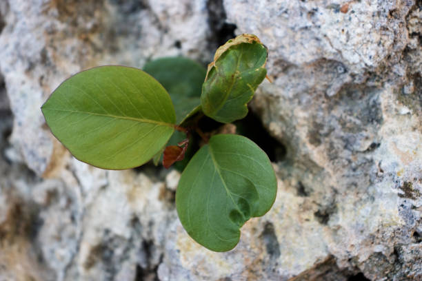 small dry leaves on patio stones