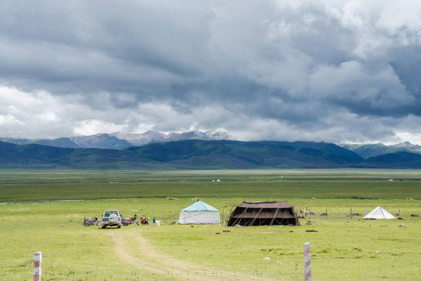 Temporary yurts and grazing cattle and sheep on the grassland