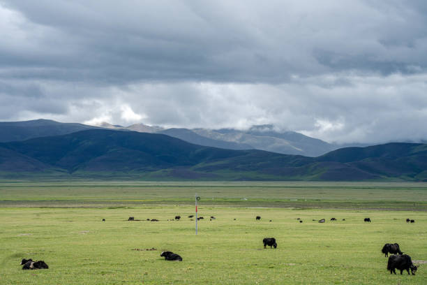 Yaks on the plateau grassland on a cloudy day