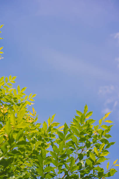 istock nature and landscape concept with tree with cloud and sky background 2158698633