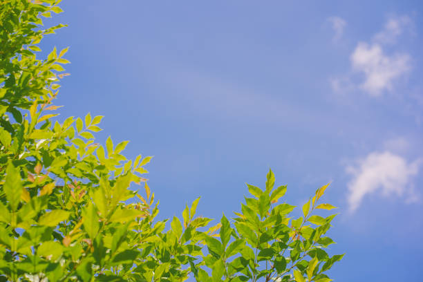 istock nature and landscape concept with tree with sunlight and flare background 2158698634