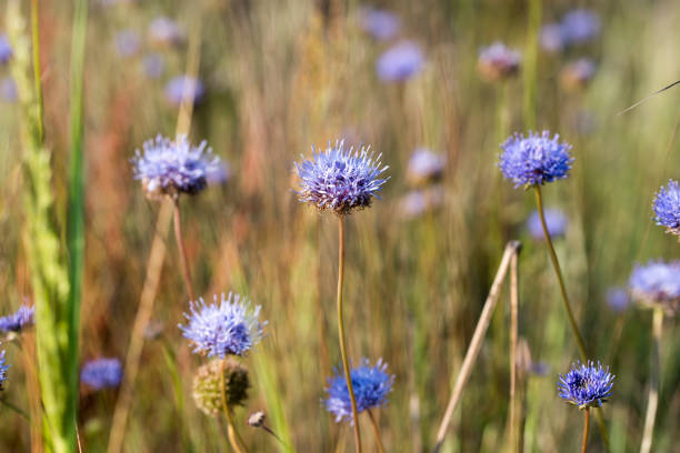 Jasione montana, sheep's-bit, blue bonnets, lilac flowers closeup selective focus
