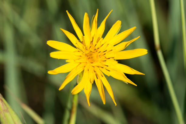 meadow salsify,Tragopogon pratensis yellow summer  flower closeup selective focus