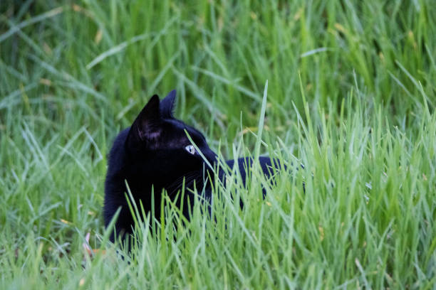 single black domestic cat hiding in green grass
