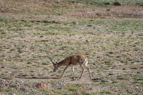 istock A Tibetan antelope foraging on the plateau grassland 2158700090
