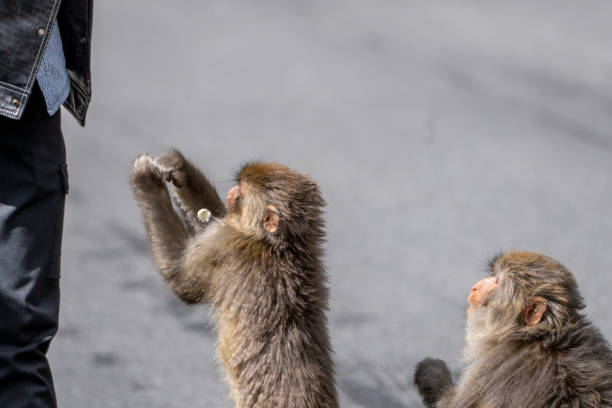 Wild monkeys ask for food from people