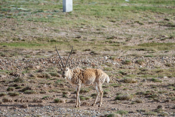 istock A Tibetan antelope foraging on the plateau grassland 2158700403