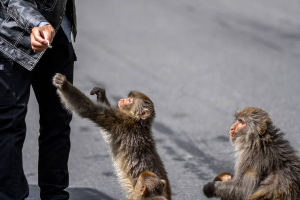 Wild monkeys ask for food from people