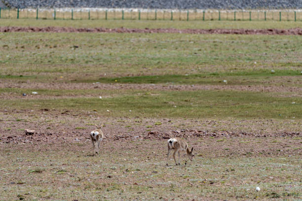 Two Tibetan antelopes foraging on the plateau grassland